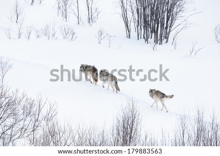 Wolves, wolf pack, in norwegian winter forest. Snowing.
