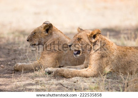 Two lions rests in the shadow