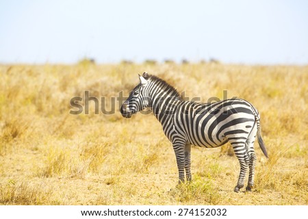 Zebra standing at the great plains of Serengeti
