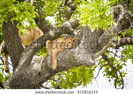 African lion rests in a tree really hot day