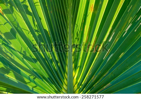Abstract detail of a  backlit palm leaf of bismark palm tree with another plant form casting shadow.