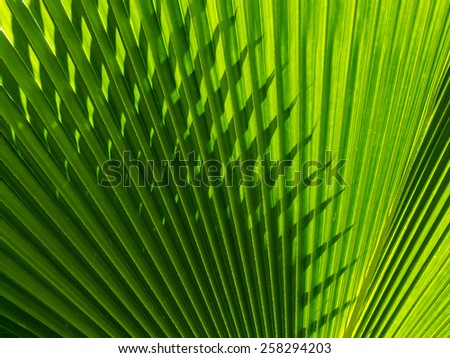 Abstract repetitive pattern of light and shadow on backlit leaf of Fiji Fan palm tree