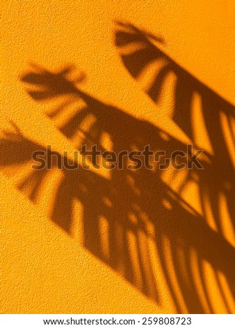 Traveller\'s palm tree leaves cast shadow on an orange textured concrete wall.