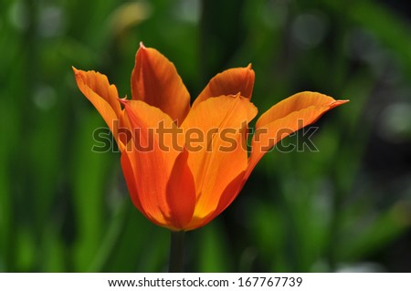 beautiful crown tulips illuminated by the sun