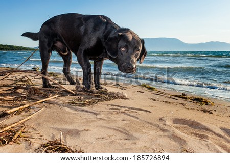 Black labrador looks puzzled at the beach by the sea.