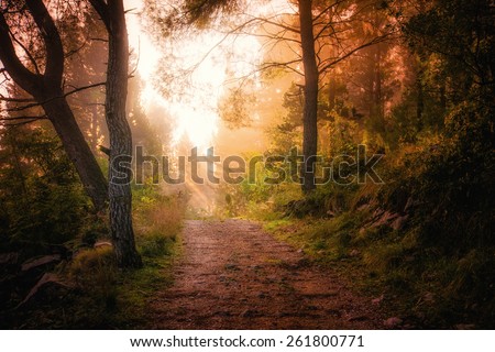 Path through the woods and light rays as they break through morning mist