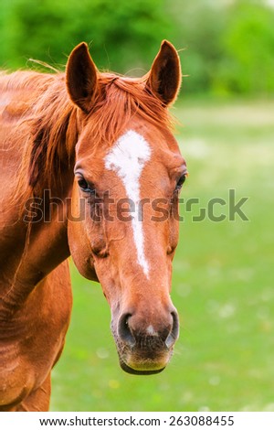 Powerful beautiful horse standing in the field and looking straight. Close up of horse head