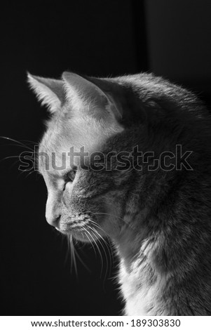 Black and white profile of a pretty cat