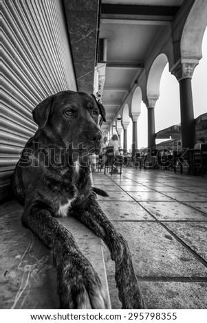 A cute stray dog relaxing in front of a closed store at Aristotelous square of Thessaloniki, in black and white.
