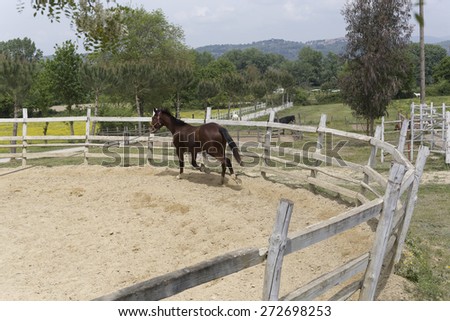 Horse training in a pen