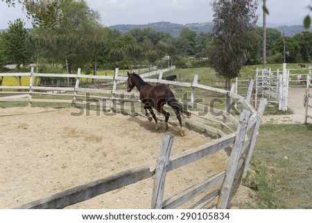 Horse training in a pen