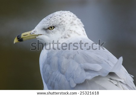 Closeup of a gray and white Seagull with head turned to the left.