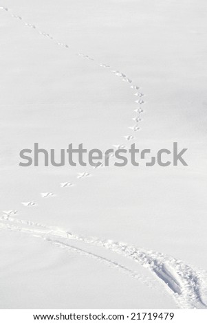 Rabbit tracks crossing ski tracks in the powder snow