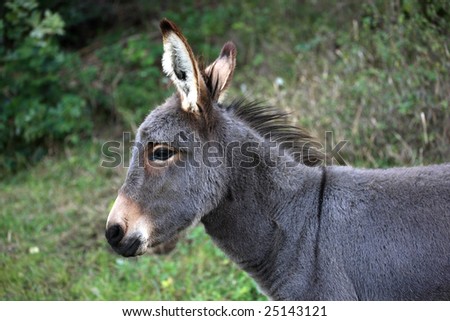 Young gray donkey with crossed ears