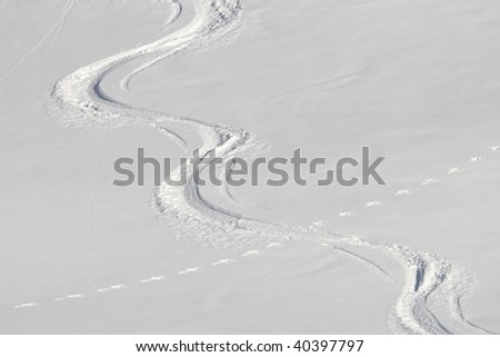 Rabbit tracks crossing ski tracks in the powder snow