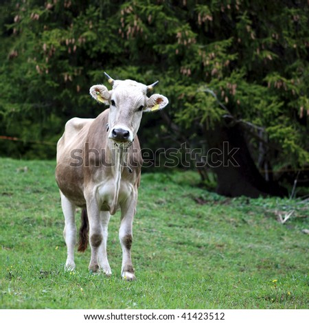 Young brown cow standing in the grass