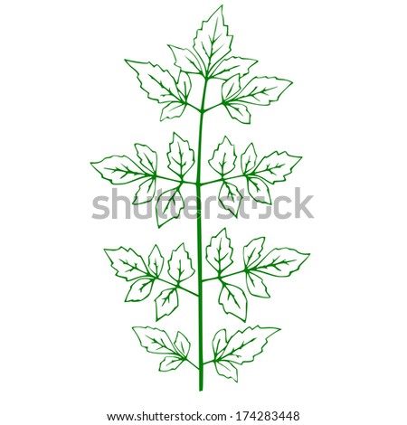outline of a green plant