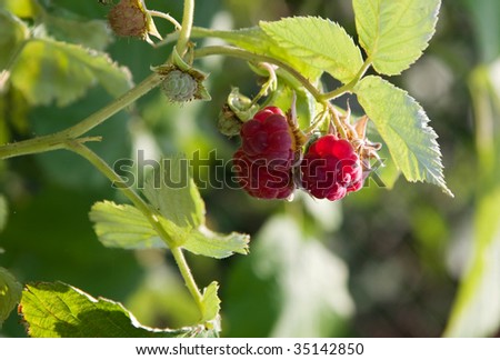 red raspberry on the green bush