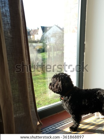 Black dog looking out window inside the house