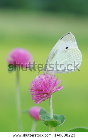Small Cabbage White and red clover.