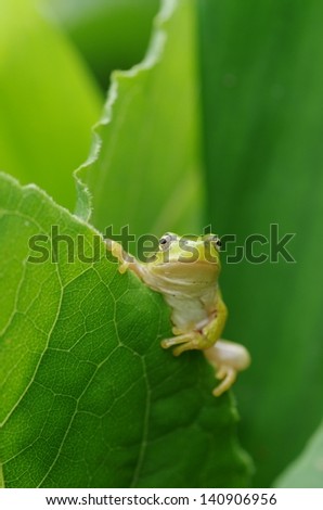 Staring Japanese tree frog.