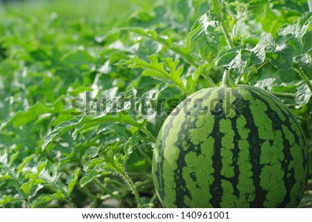 Watermelon farm