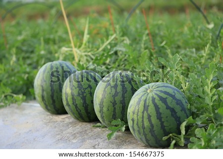 Watermelon field