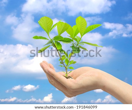 Hands holding plant  blue sky background