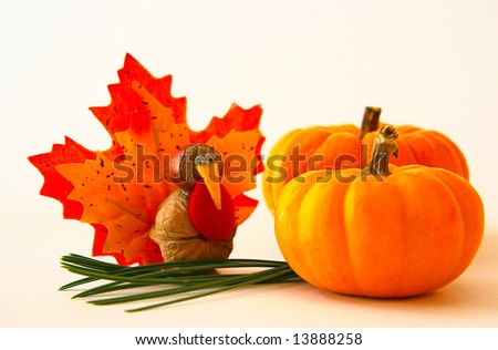 tiny turkey meets mini pumpkins