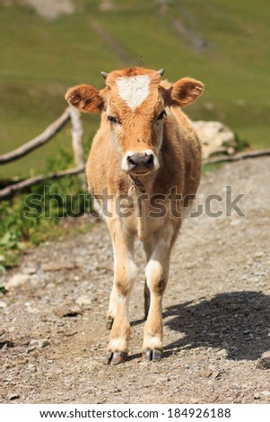 A cow standing on a road