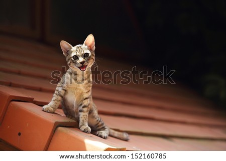 smiley cat on the roof. She look at camera and call for help.