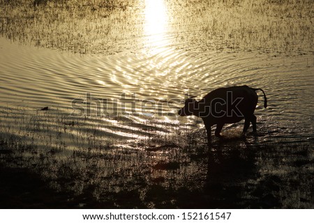 water buffalo in sunset . after working he come to play water and go back home
