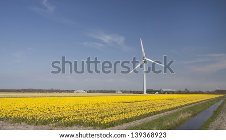 Dutch daffodils field with a  big windmill