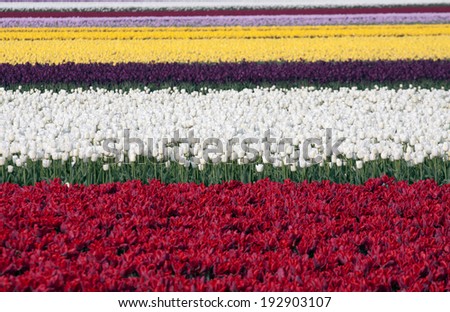 Red , white,purple and yellow tulips in a row.