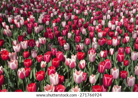 Pattern flower tulips at Keukenhof garden - Image for background