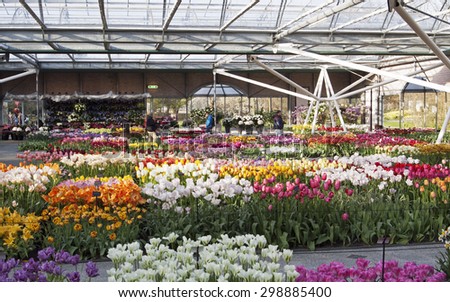 LISSE, THE NETHERLANDS - APRIL 21, 2015 Colorfurl tulip flowers and tourists Inside the Willem-Alexander Pavillion. Keukenhof is the world\'s largest flower garden. on april 21,2015 in Lisse , Holland.
