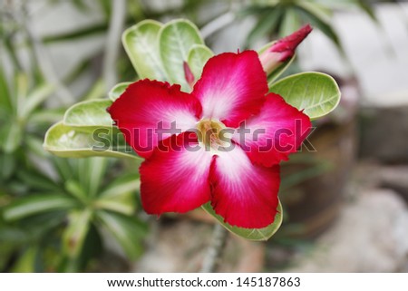 desert rose flower