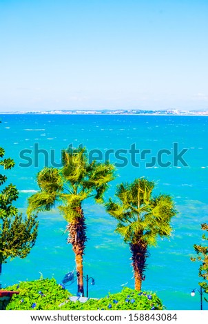 palms and sea, resort at sea