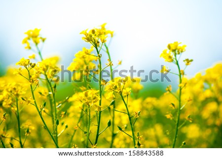Yellow Rapeseed Oil (Canola) On Sunny Day