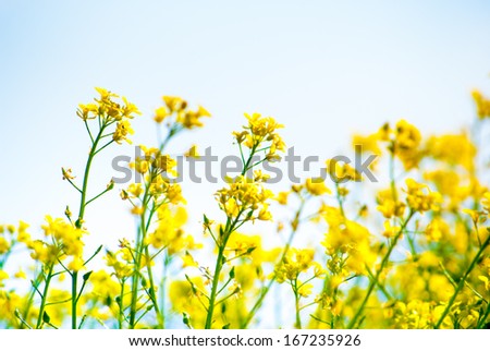 yellow rapeseed oil (canola)  on sunny day