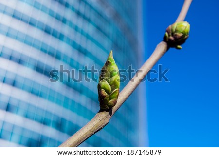 Vivid photo of green buds against office building in spring. Conceptual metaphor of innovation, startup and economic growth.