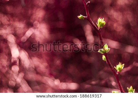 Green buds in spring with purple color cast