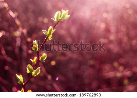 Green buds in spring with purple color cast