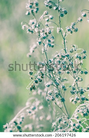 Toned wildflower background