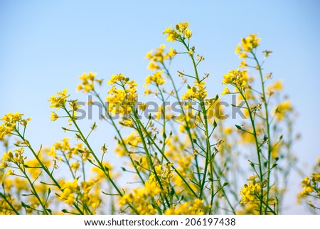 yellow rapeseed oil (canola)  on sunny day against sky