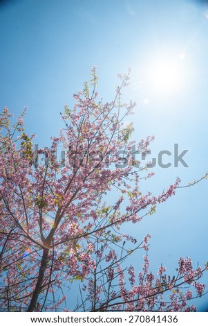 Flowering apricot tree shot against bright spring sun. Bright and colorful background with vintage overtones.