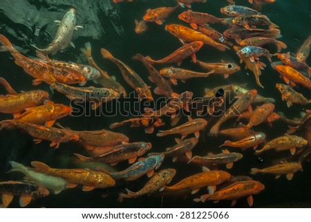 Plenty of colorful Koi fish in transparent water of a pond. Beautiful background from Asia.