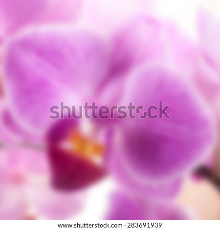 Beautiful purple flower of orchid on white. Gorgeous flower background with Phalaenopsis species.