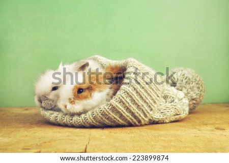 pair of little rabbits in a knitted hat