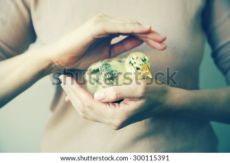 woman\'s hands holding little bird, chick